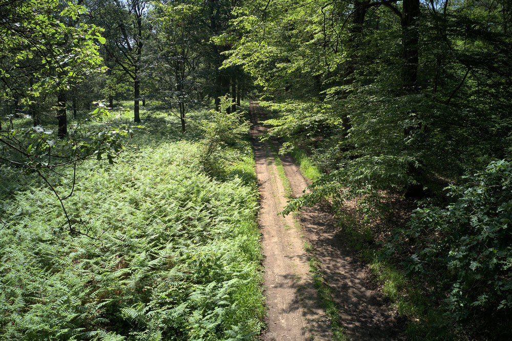 Maubué - Bois Saint-Martin >